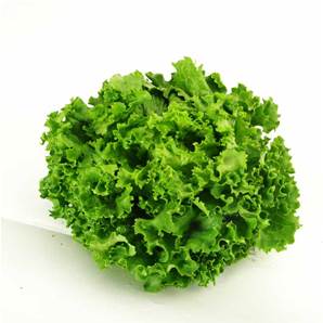 Salade Frisée